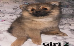 Pomeranian dogs for sale: Beautiful 9-week-old Pomeranian puppies  - Image 6