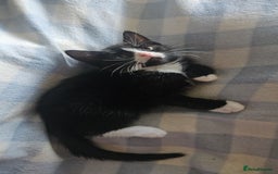 Mixed Breed cats for sale: Kittens for sale - Image 4