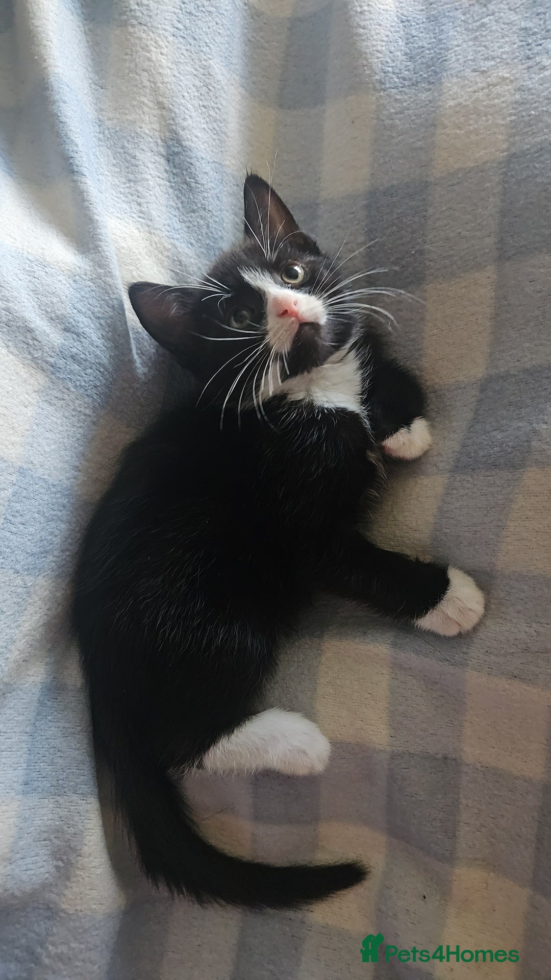 Mixed Breed cats for sale: Kittens for sale - Image 4