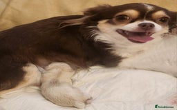 Chihuahua dogs for sale: Two stunning white chihuahuas - Image 4