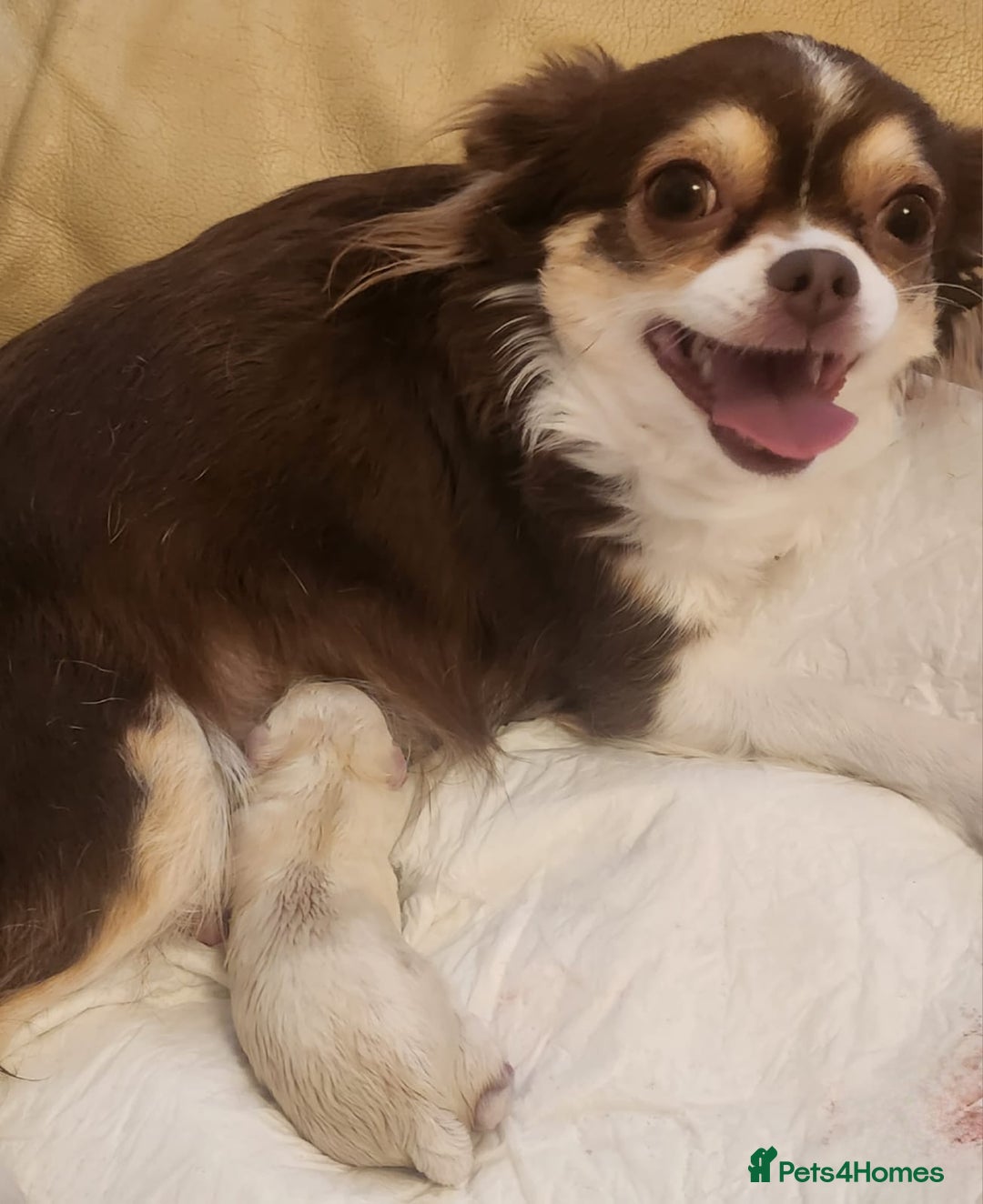 Chihuahua dogs for sale: Two stunning white chihuahuas - Image 4