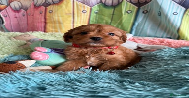 Cavapoo dogs - Advert 2