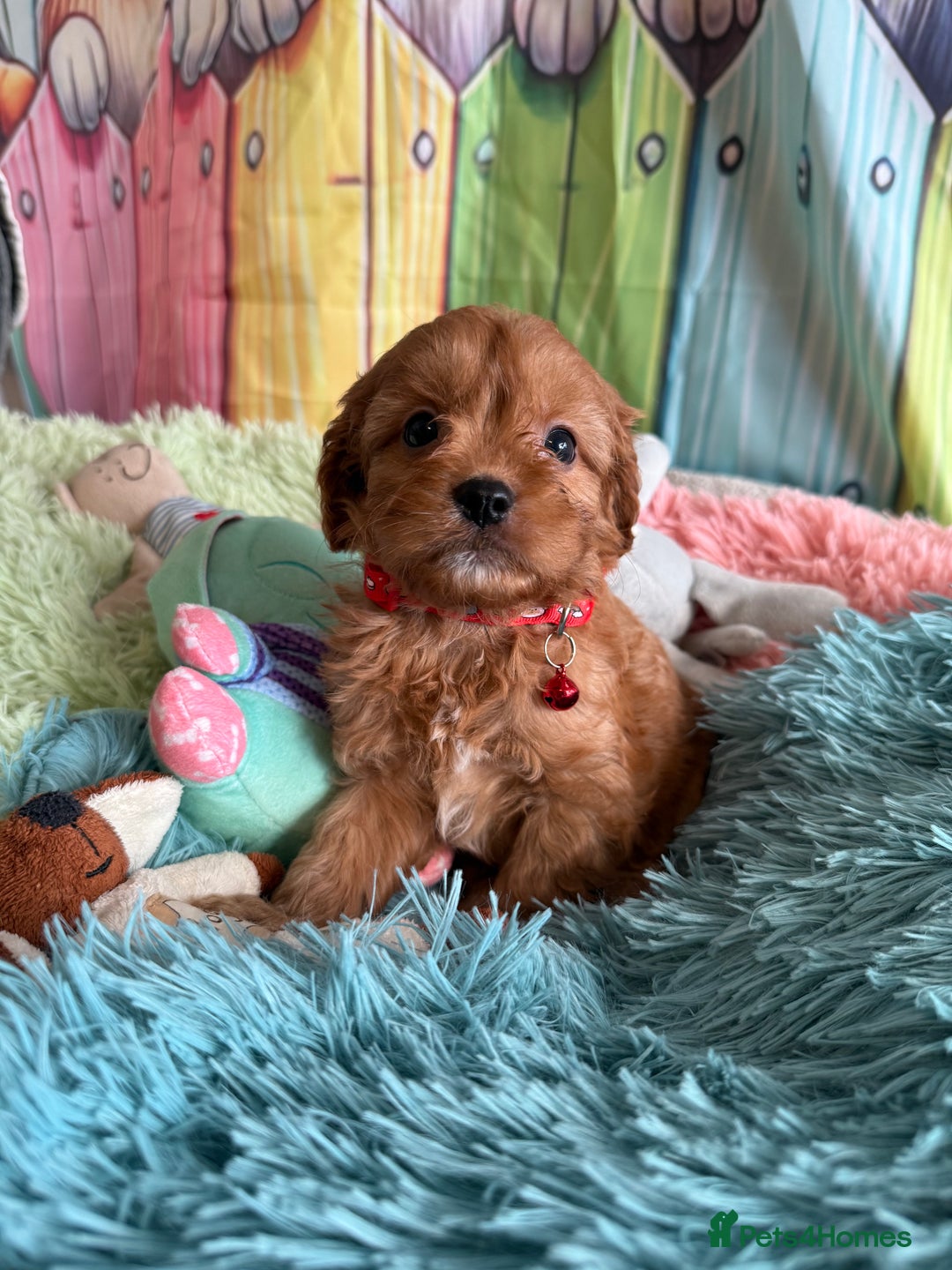 Cavapoo dogs for sale: F1 TOY Cavapoo puppies available  - Image 3