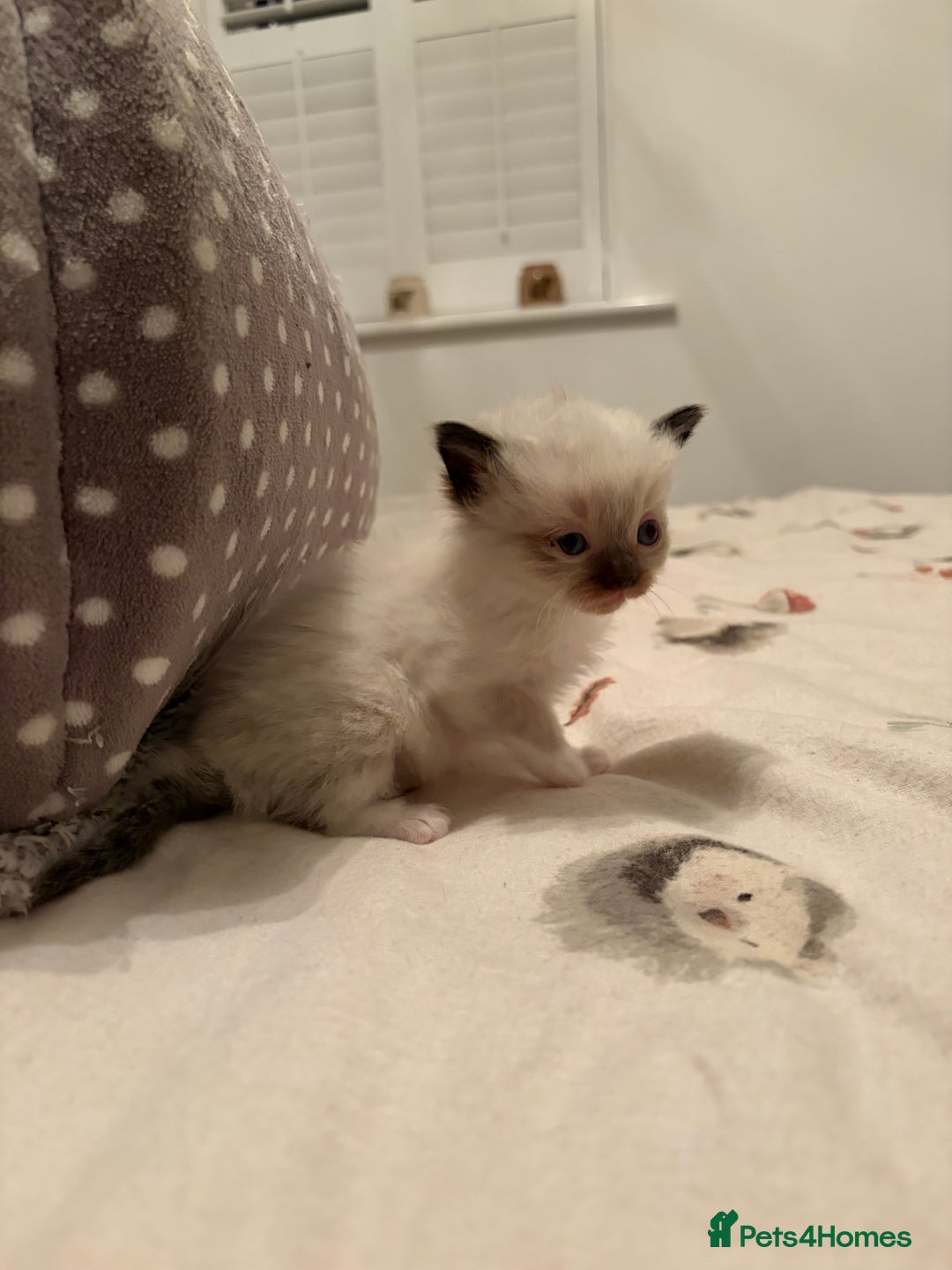 Ragdoll cats for sale: Beautiful Ragdoll Kittens For Sale  - Advert 12