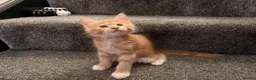 Maine Coon cats for sale: 🐾 Stunning TICA Registered Maine Coon Kittens  - Advert 20