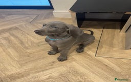 Weimaraner dogs for sale: 🐾 KC Weimaraners, ready now 🐾  - Advert 23