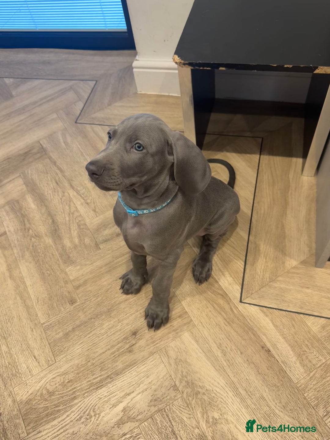 Weimaraner dogs for sale: 🐾 KC Weimaraners, ready now 🐾  - Advert 23