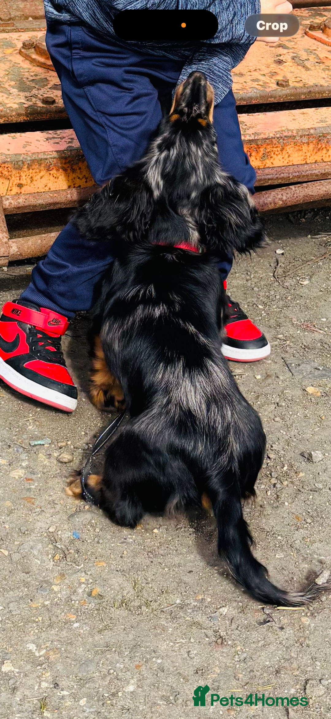 Dachshund dogs for sale: Dachshund Merlin  - Advert 1