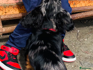 Dachshund dogs Dachshund Merlin - Advert 4