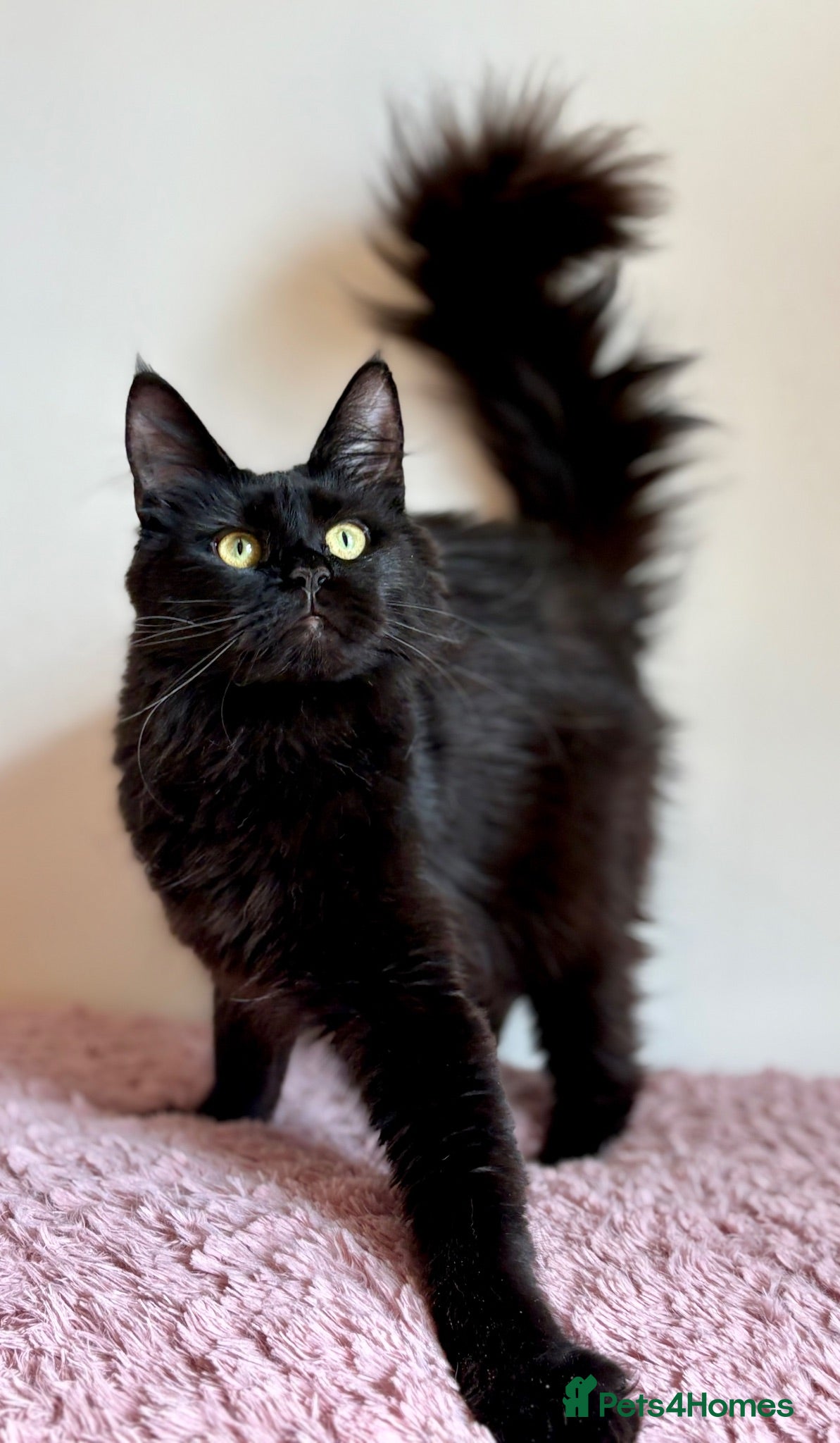 Maine Coon cats Beautiful Maine Coon females - Advert 1
