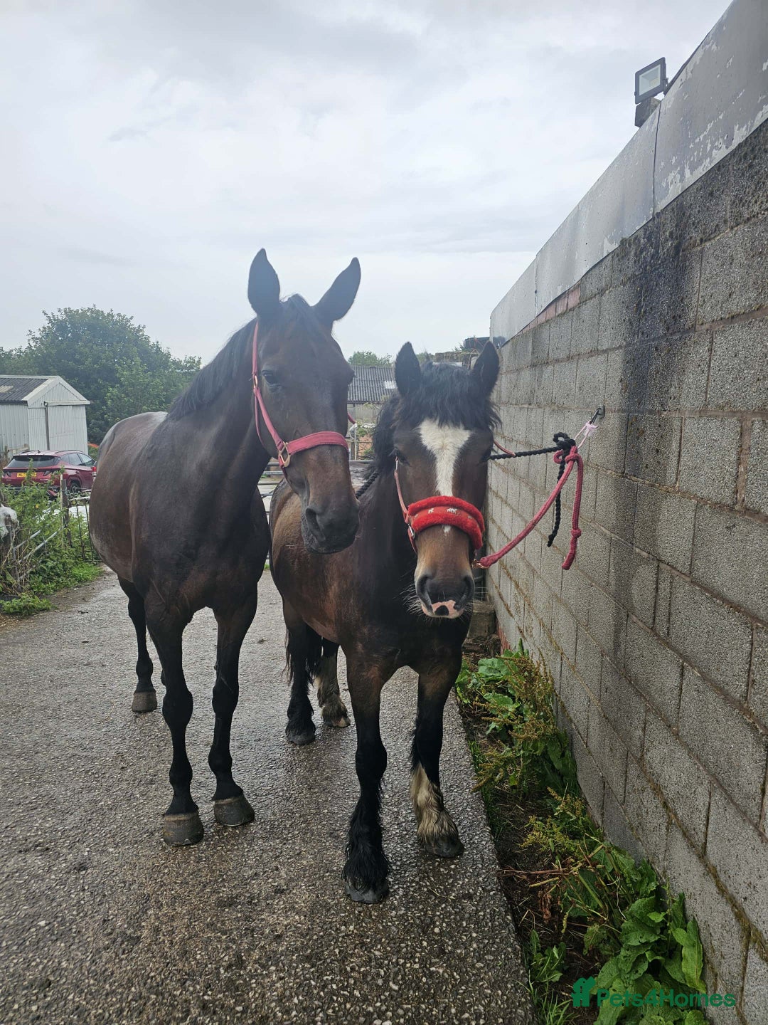 Welsh Section D horses for sale: Apollo, 3 year old gelding - Advert 11