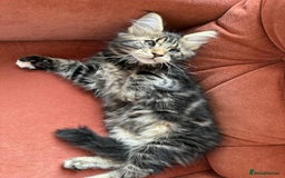 Maine Coon cats for sale: Maine coon - Image 27