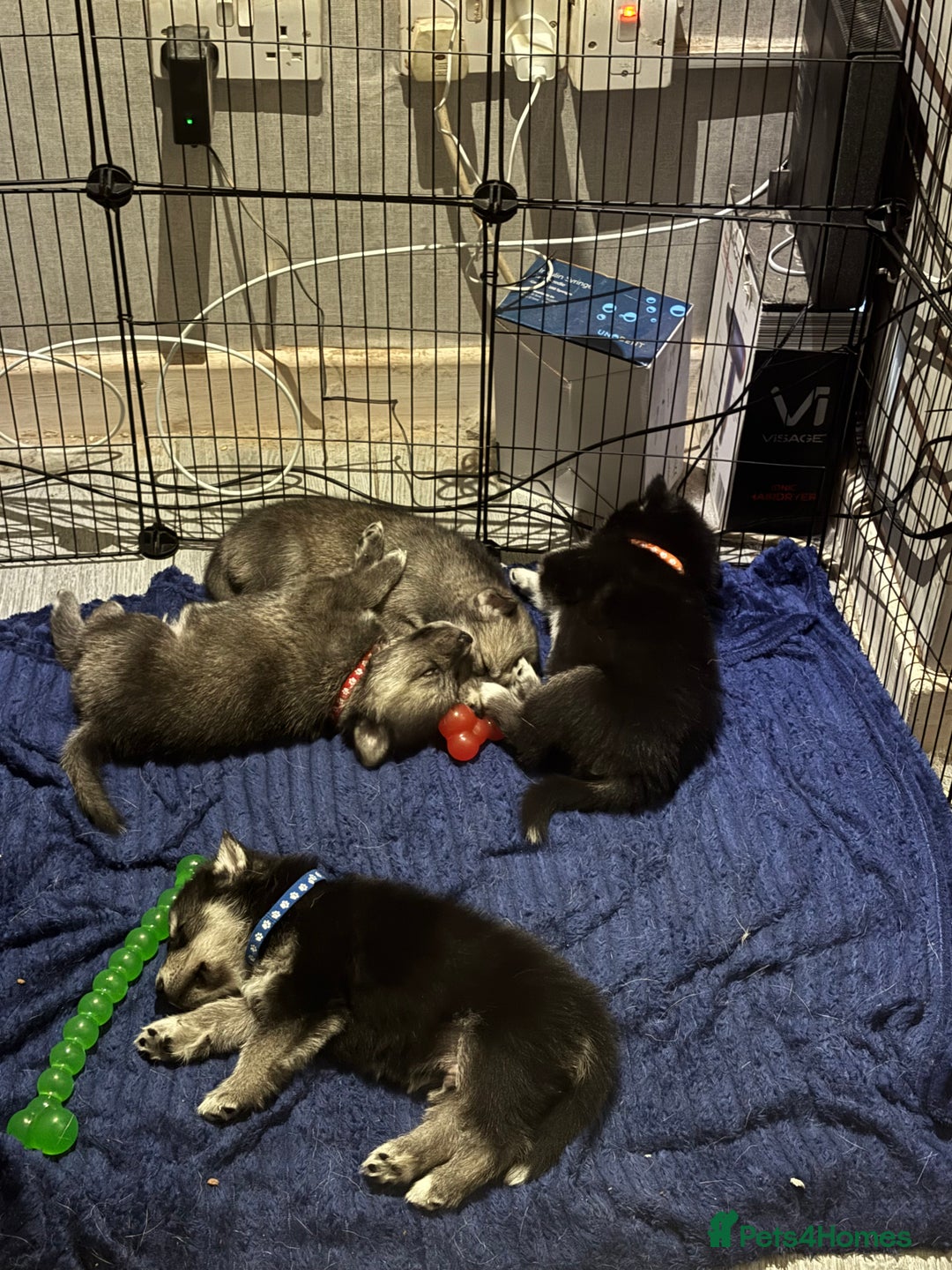 Shepsky dogs for sale: Siberian husky hybrid pups - Image 22