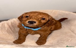 Cavapoochon dogs for sale: Cavapoochon Puppies - Ready 16 October - Image 7