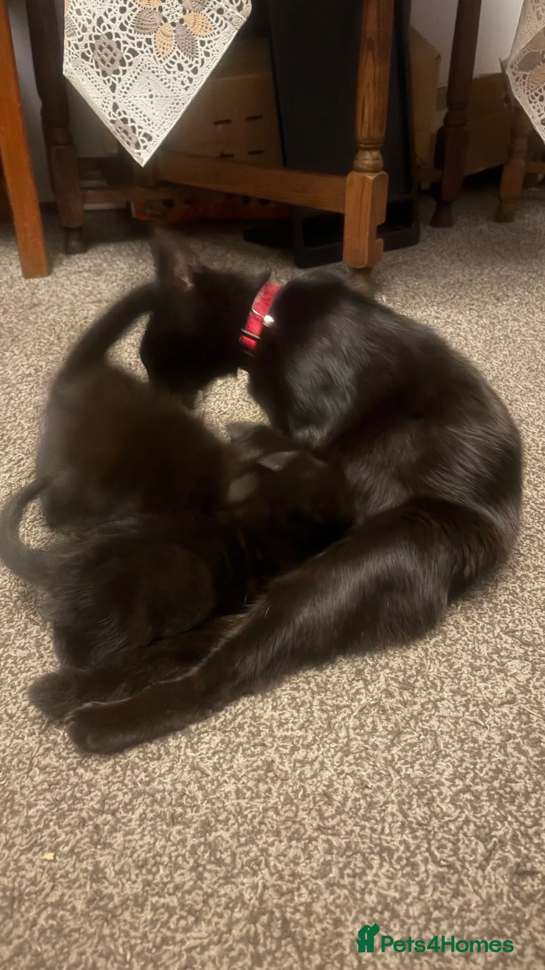 Mixed Breed cats for sale: Kittens  in Luton - Advert 1