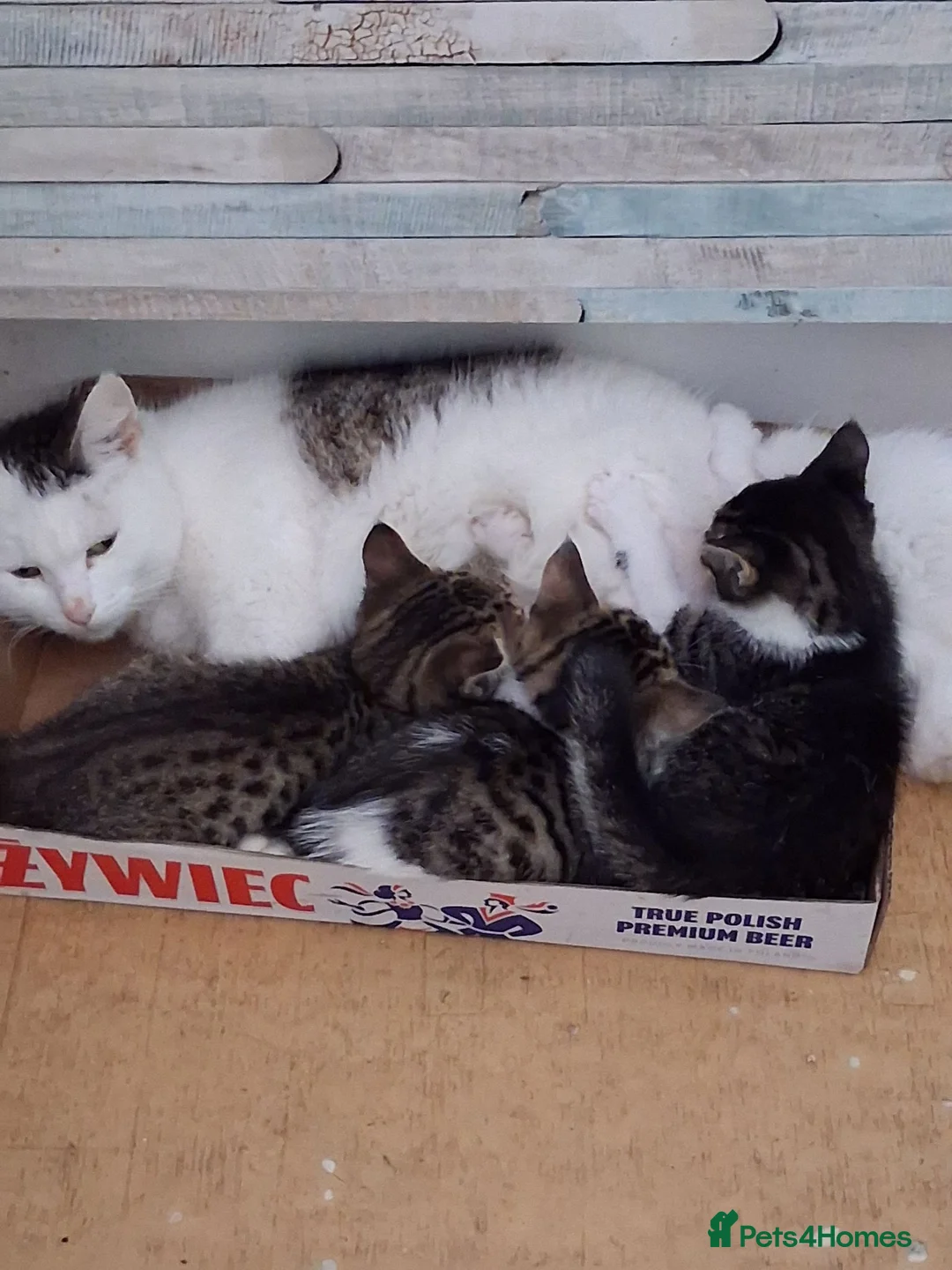 Mixed Breed cats for sale: 3 boys for sale in Merthyr Tydfil - Advert 2