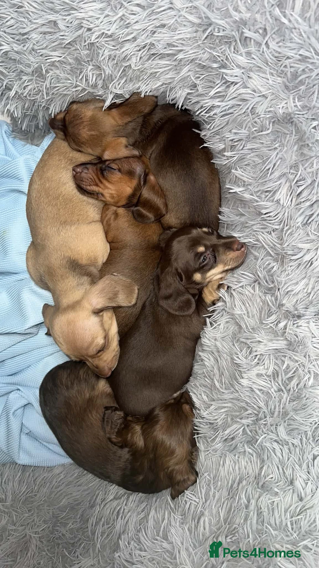 Miniature Dachshund dogs for sale: Beautiful Miniature Dachshound Puppies  in Gillingham - Advert 2