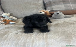 Cockapoo dogs for sale: Gorgeous F1 cockapoo puppies  - Image 15