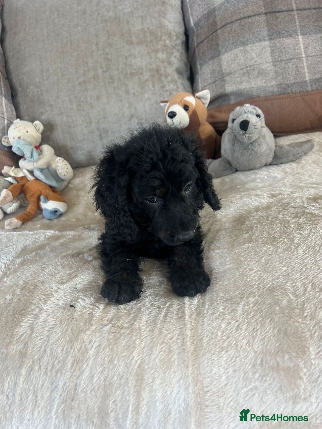 Cockapoo dogs for sale: Gorgeous F1 cockapoo puppies  - Image 15