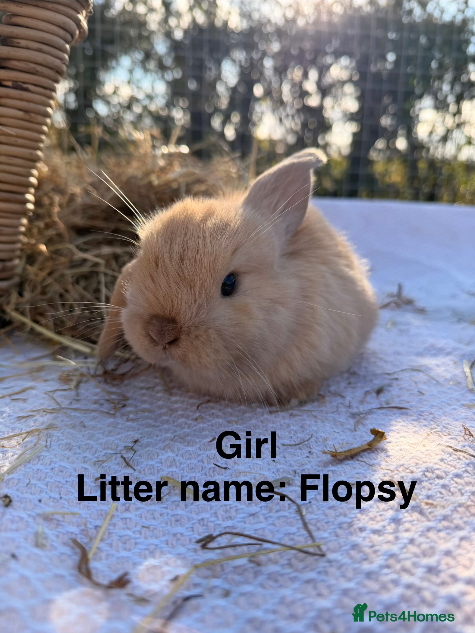 Mini Lop rabbits Gorgeous mini Lop babies  - Advert 8