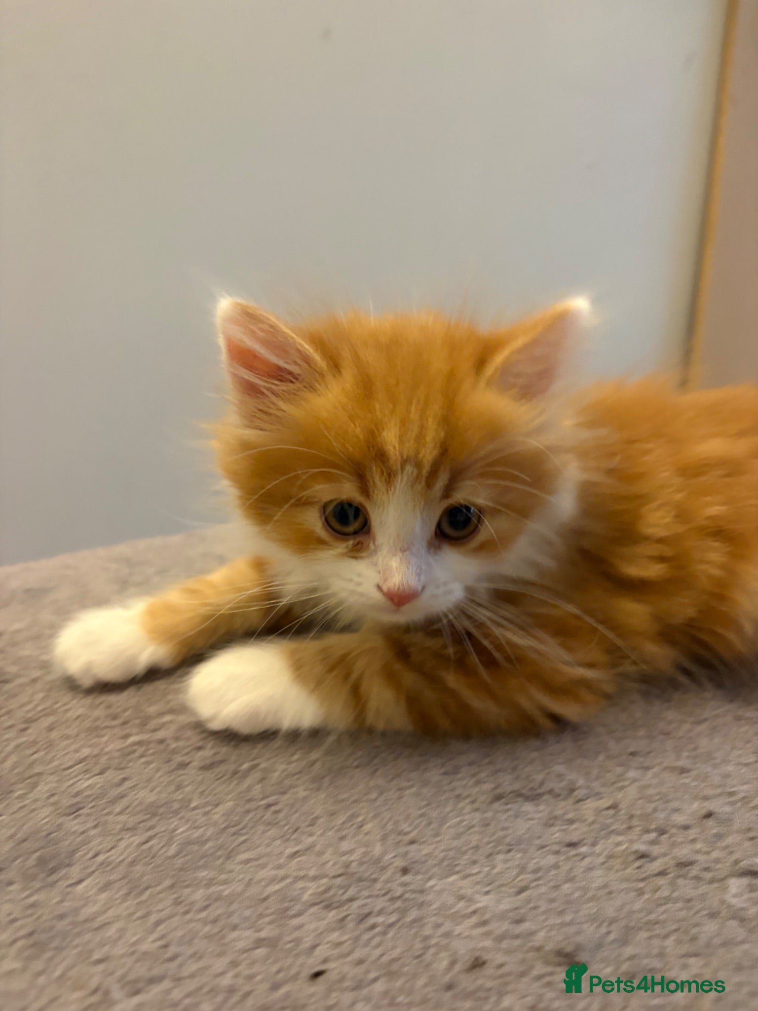 Mixed Breed cats Ginger fluff ball boy and 2 stunning sisters  - Advert 9