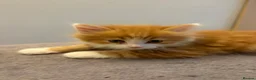 Mixed Breed cats for sale: Fluffy kittens finger and mixed  - Advert 7