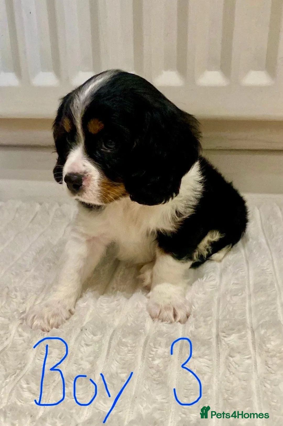 Cavalier King Charles Spaniel dogs for sale: Pure king charles cavalier puppys - Advert 14