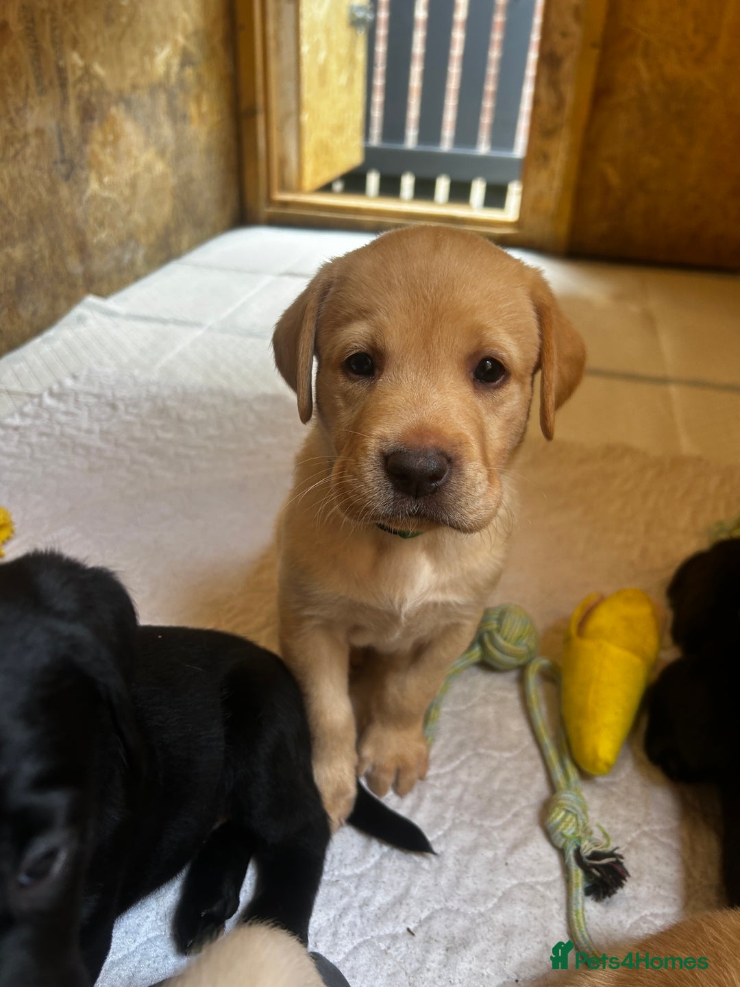 Labrador Retriever dogs for sale: Kc Registered Labradors ready to leave now - Image 17