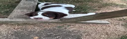 English Springer Spaniel dogs for sale: ENGLISH SPRINGER SPANIEL PUPPIES - Advert 4