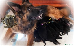 German Shepherd dogs for sale: LONGHAIRED GERMAN SHEPHERD PUPPIES - Image 4