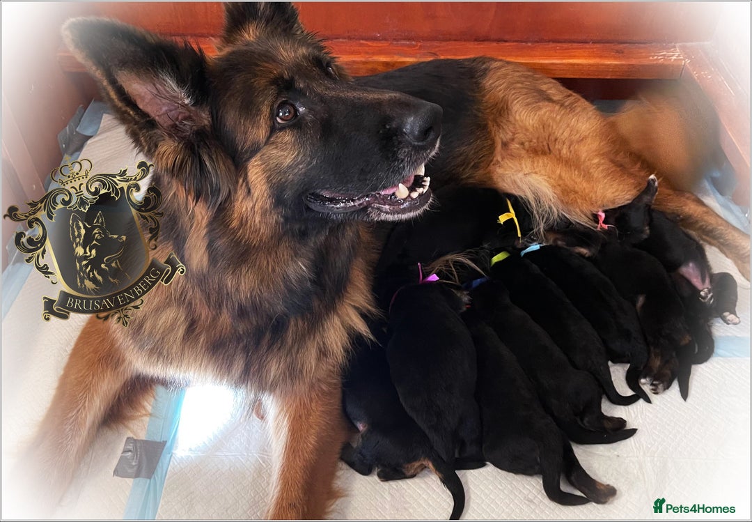 German Shepherd dogs for sale: LONGHAIRED GERMAN SHEPHERD PUPPIES - Image 4