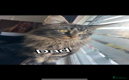 Maine Coon cats for sale: FULL Mainecoon kittens  - Image 11