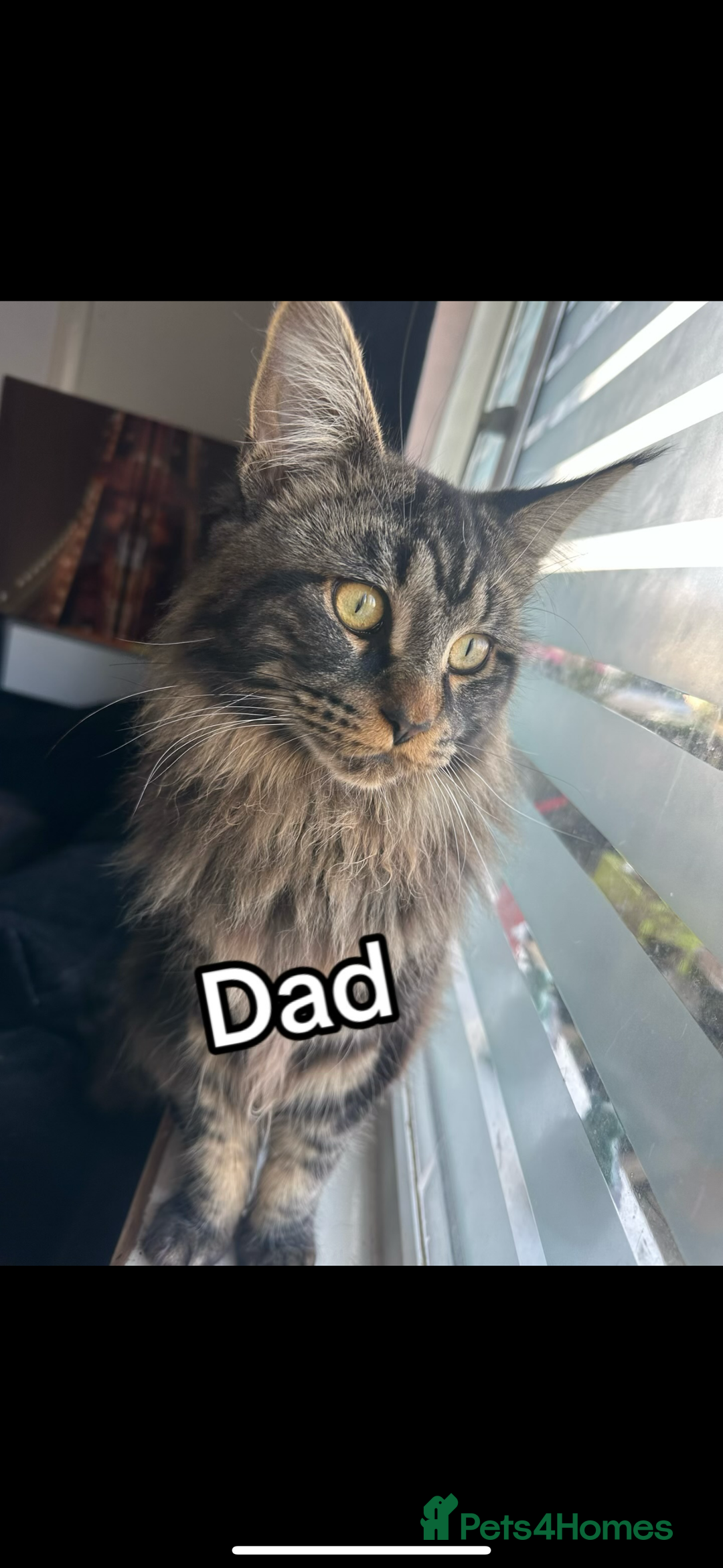 Maine Coon cats for sale: FULL Mainecoon kittens  - Image 11