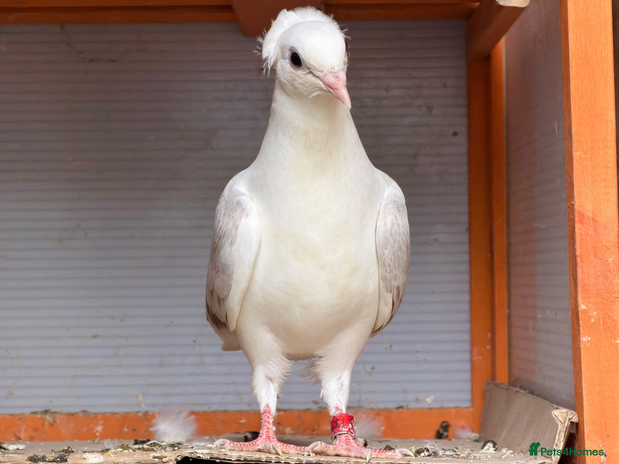 Mixed Breed birds Quality Pigeons for Sale 🕊️ - Advert 1
