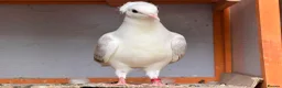 Mixed Breed birds for sale: Quality Pigeons for Sale 🕊️ - Advert 1