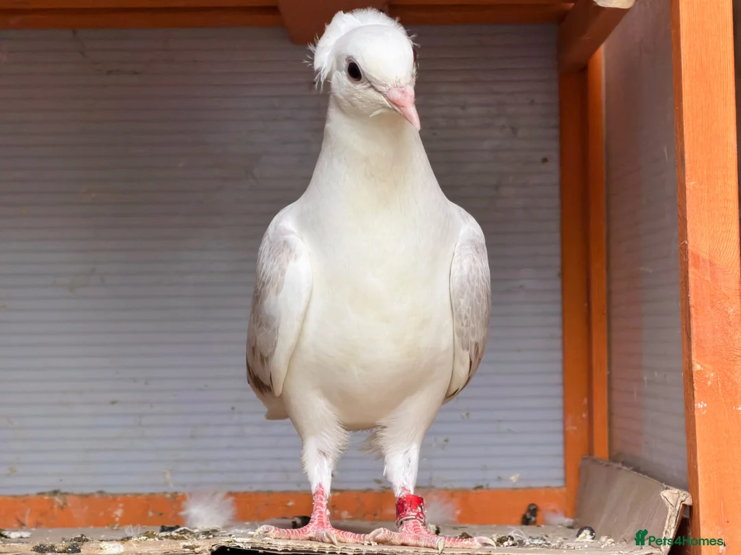 Mixed Breed birds for sale: Quality Pigeons for Sale 🕊️ - Advert 1