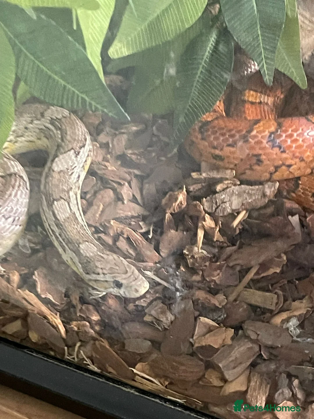 Corn Snake reptiles for sale: Two Corn Snakes & Enclosure in Newbury - Advert 6