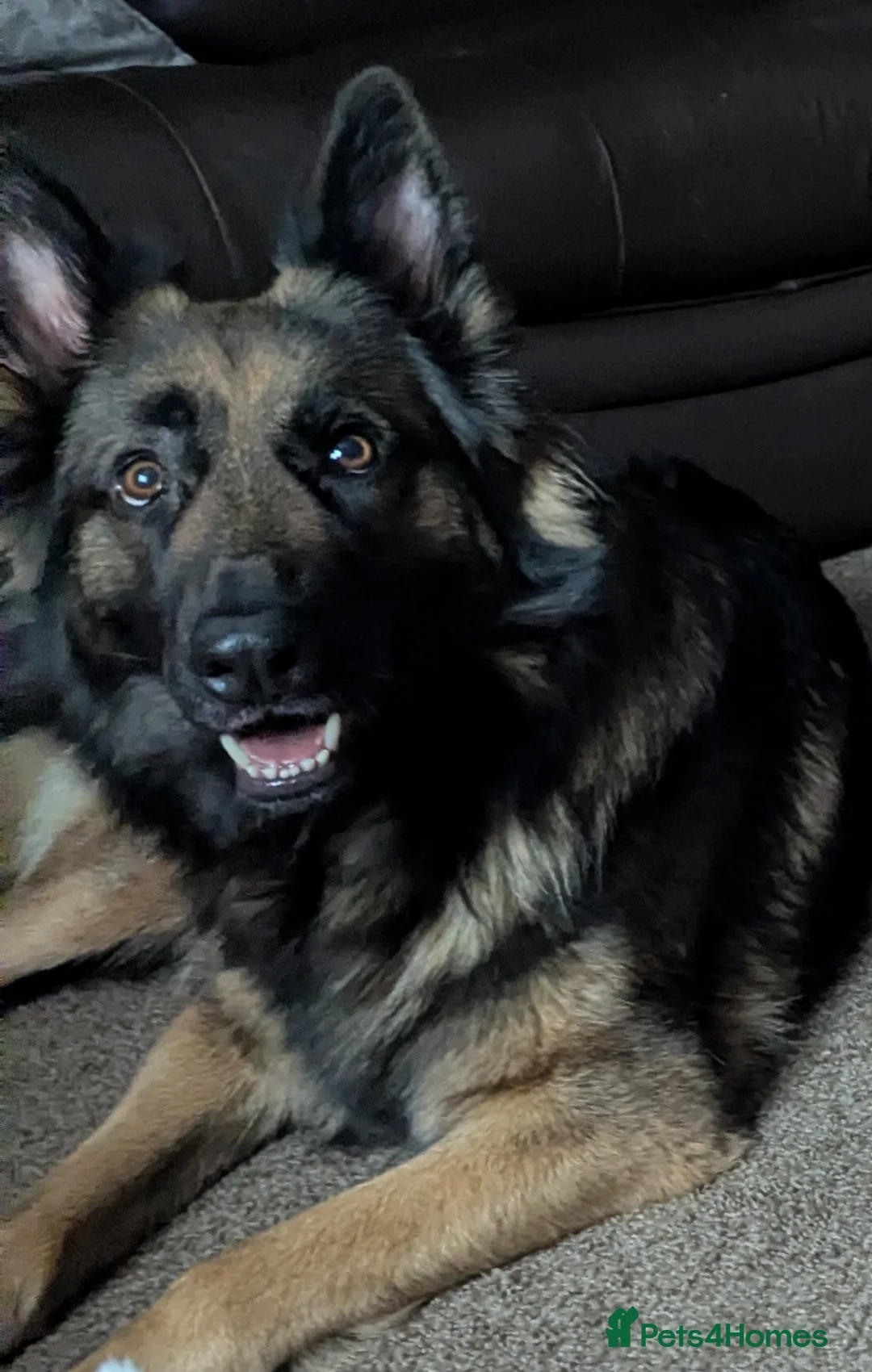 Mixed Breed dogs for sale: German shepherd cross spaniel/staff - Advert 6