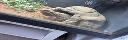 Bearded Dragon reptiles for sale: 1 year old bearded dragon female  - Advert 2