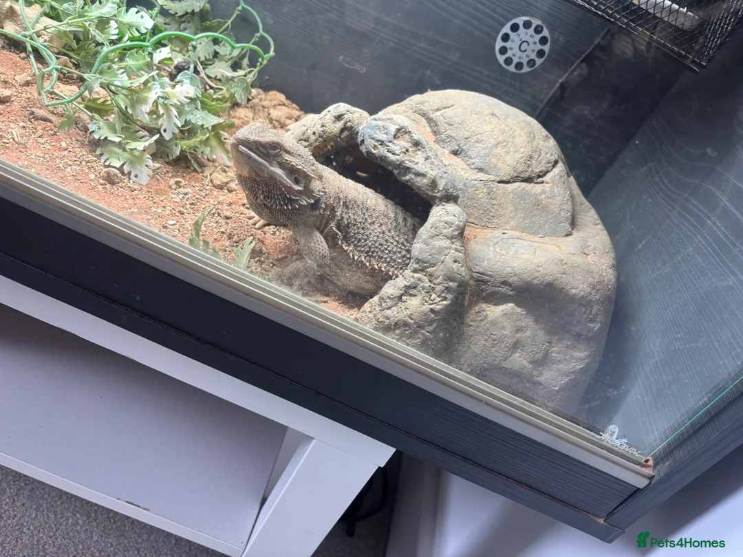 Bearded Dragon reptiles for sale: 1 year old bearded dragon female  - Advert 2