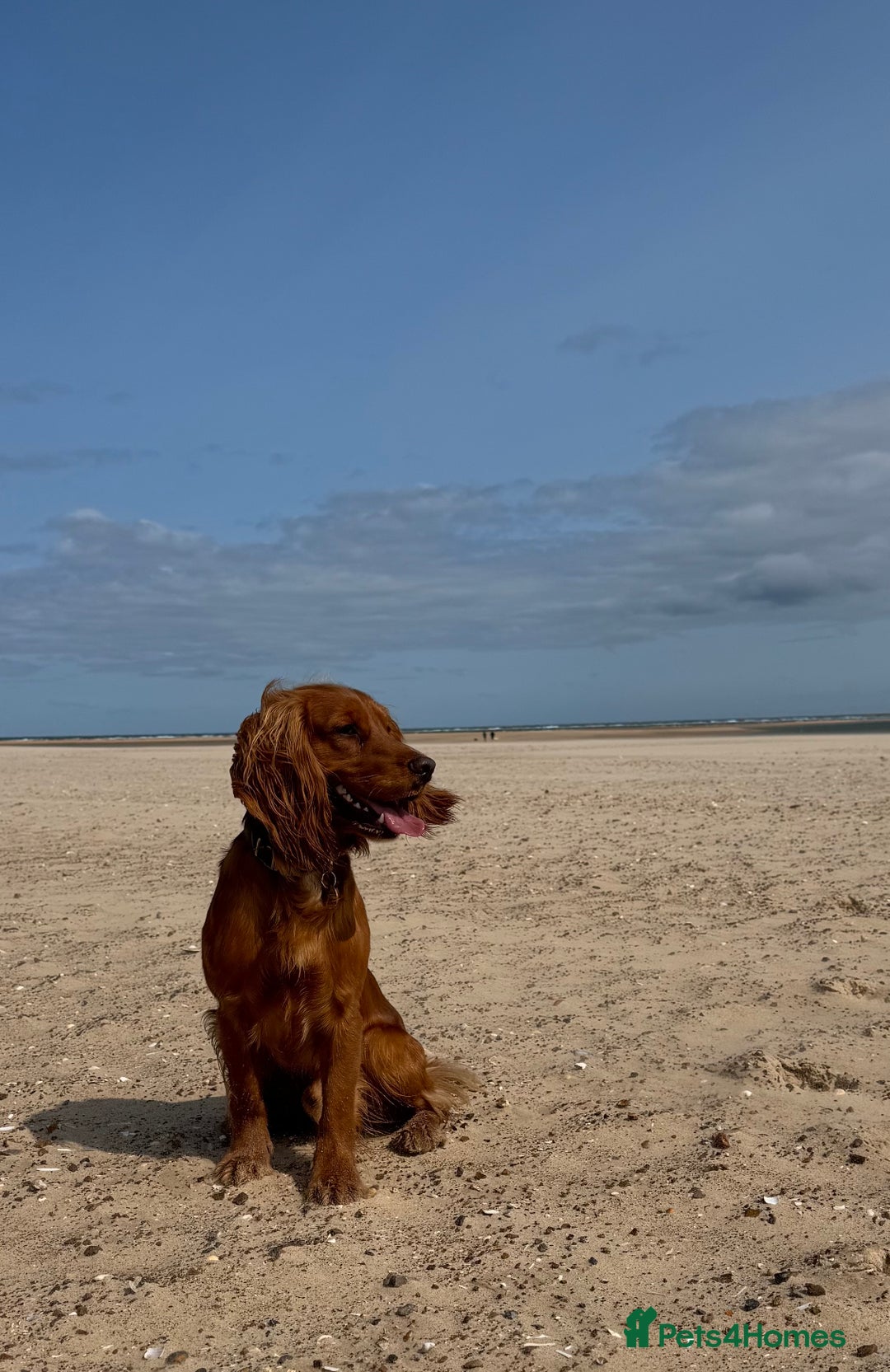 Cocker Spaniel dogs for stud: For Stud - Camsiscan Solaris Samurai  - Image 2