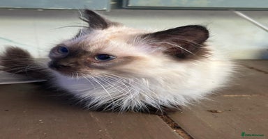 Ragdoll cats - Advert 8