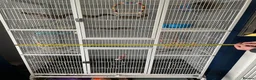 Parrots birds for sale: Green cheeked conure + big cage  in Havant - Advert 5