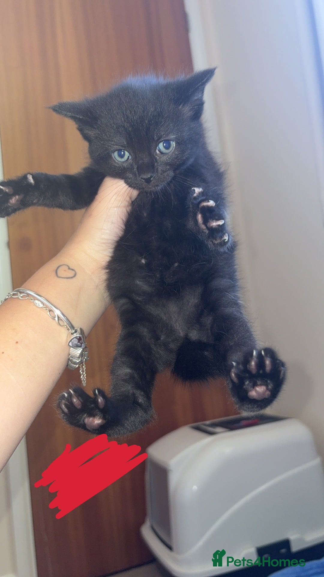 Mixed Breed cats for sale: 5 beautiful kittens for sale🤍 - Image 3