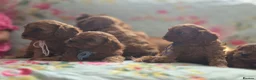 Cavapoo dogs for sale: Toy Cavapoo - Advert 17