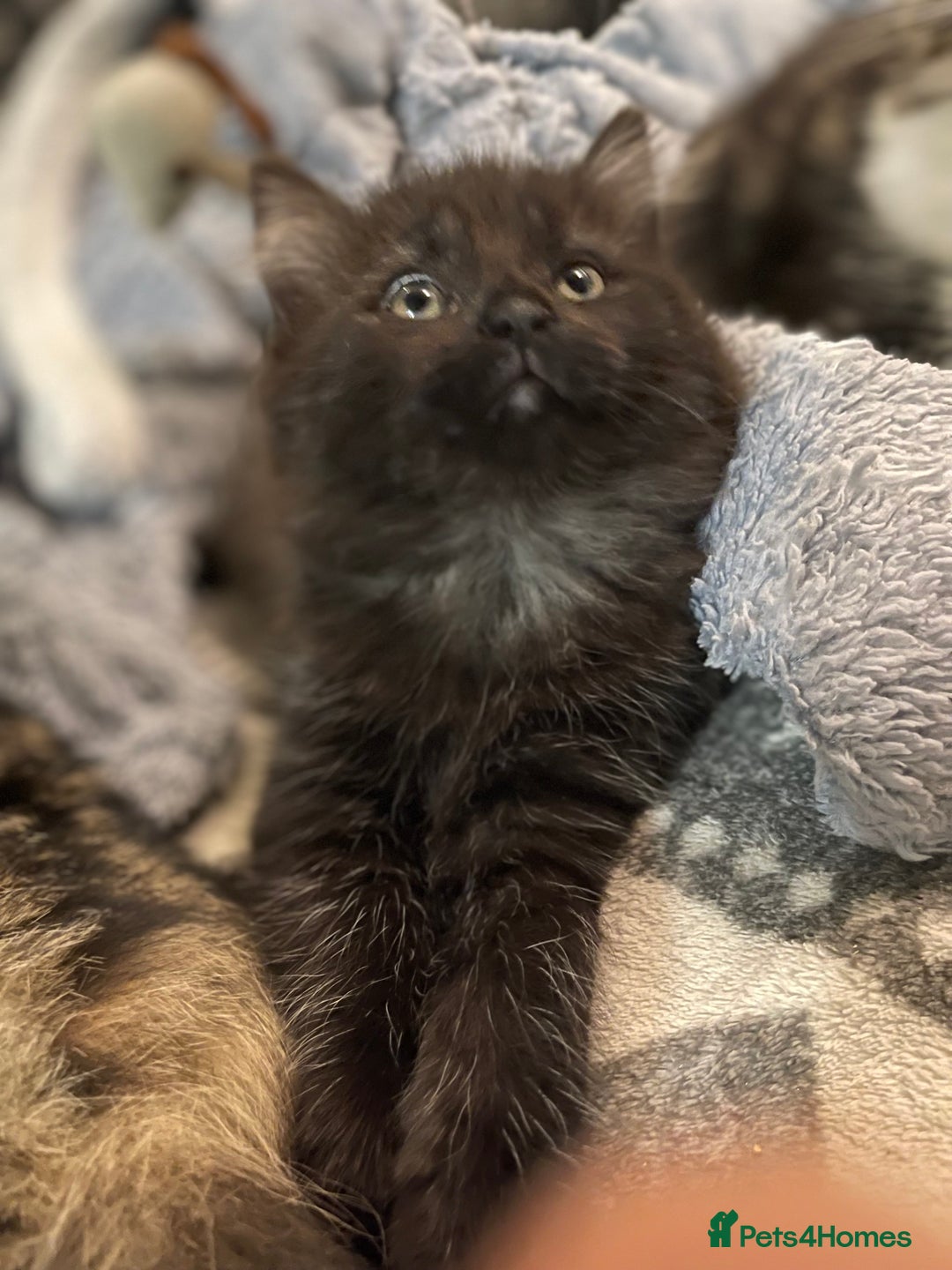 Mixed Breed cats for sale: Black Female kitten  - Advert 4