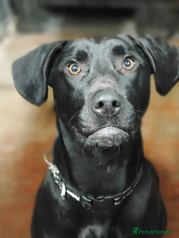 Mixed Breed dogs Teddy - Advert 9