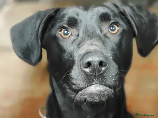 Mixed Breed dogs Teddy - Advert 9