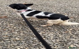 Chihuahua dogs for sale: Hi here is floky very friendly and play full  in Hayes - Image 6