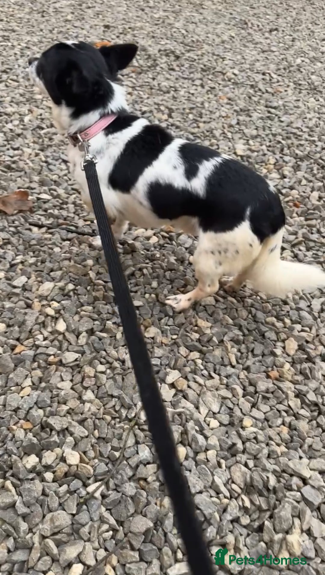 Chihuahua dogs for sale: Hi here is floky very friendly and play full  in Hayes - Image 6